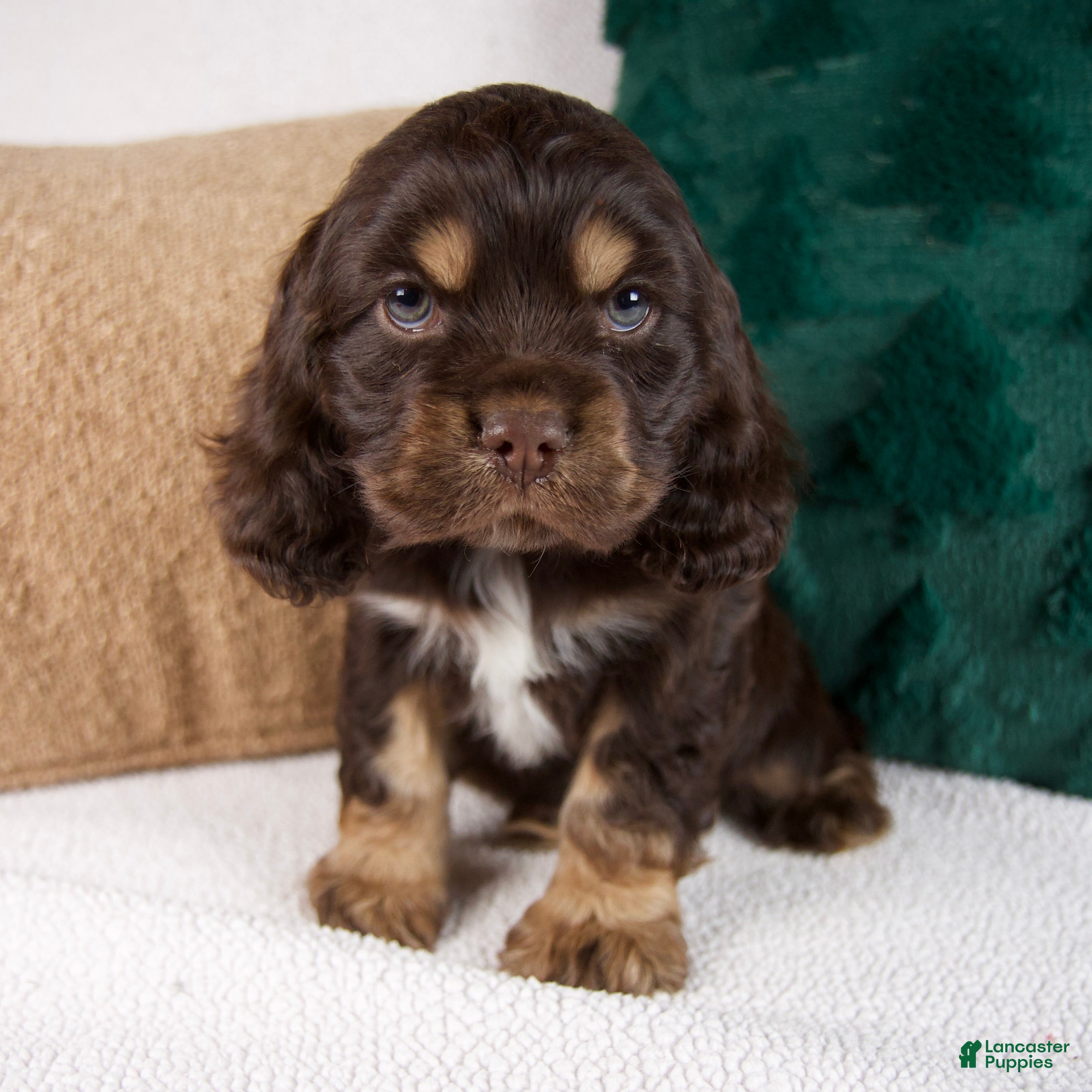 Cocker Spaniel dogs Riley - Ad 10