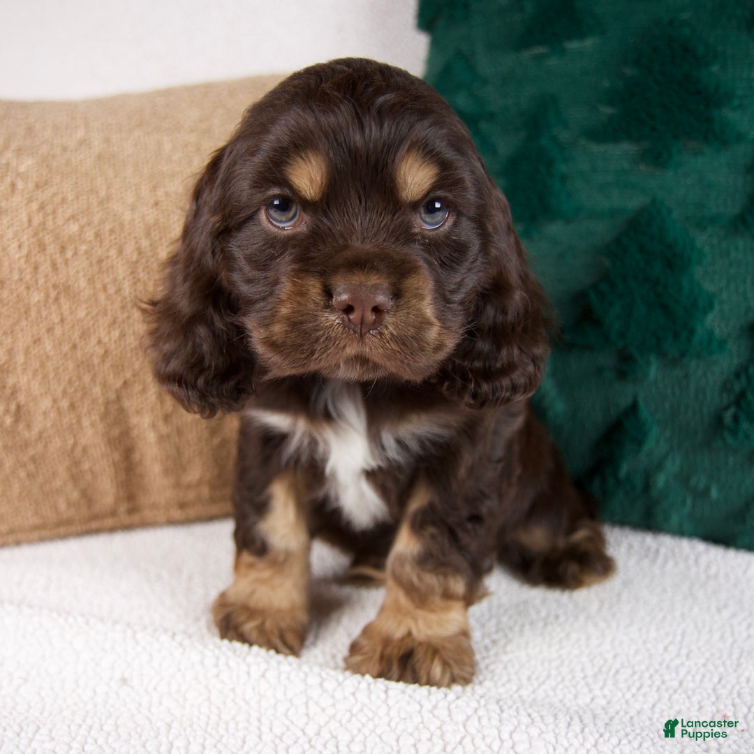 Cocker Spaniel dogs for sale: Riley - Ad 1