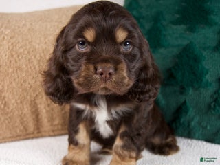 Cocker Spaniel dogs Riley - Ad 10