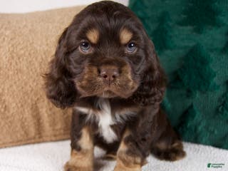 Cocker Spaniel dogs Riley - Ad 13