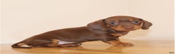 Miniature Dachshund dogs for sale: Brownie - Ad 2