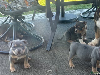 American Bully dogs - Ad 15