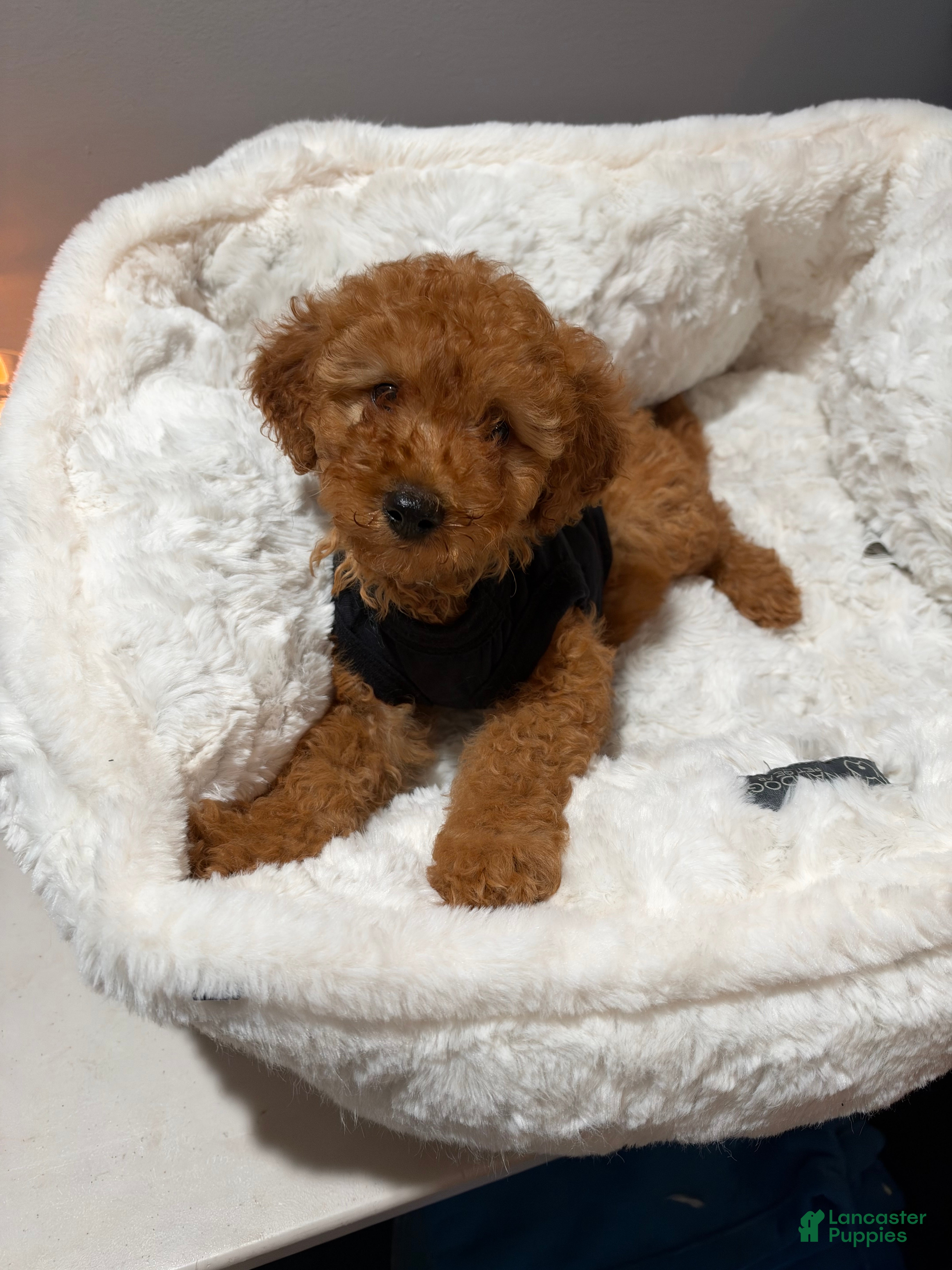 Toy Poodle dogs for sale: Louie  - Ad 3