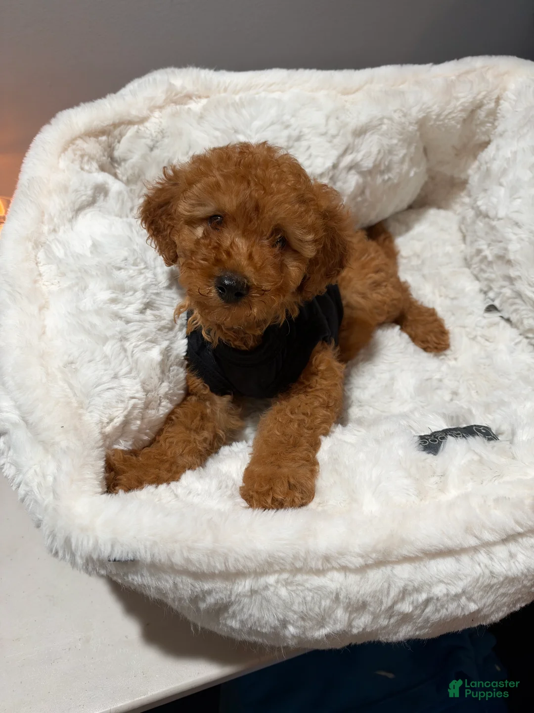 Toy Poodle dogs for sale: Louie  - Ad 1