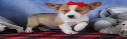 Welsh Corgi Pembroke dogs for sale: Mack - Ad 4