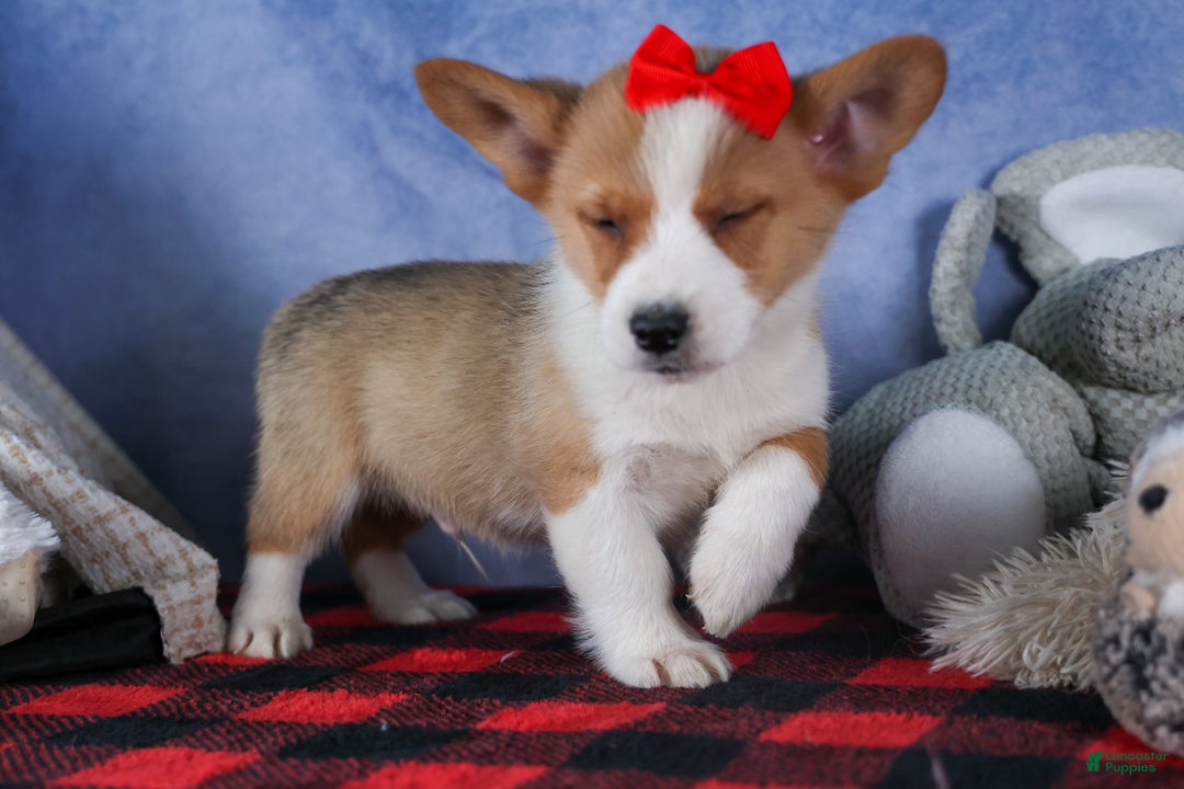 Welsh Corgi Pembroke dogs for sale: Mack - Ad 4