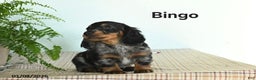 Miniature Dachshund dogs for sale: Bingo - Ad 2