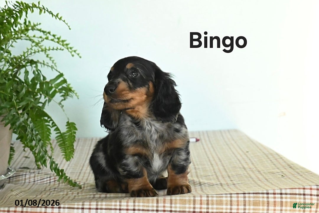 Miniature Dachshund dogs for sale: Bingo - Ad 2