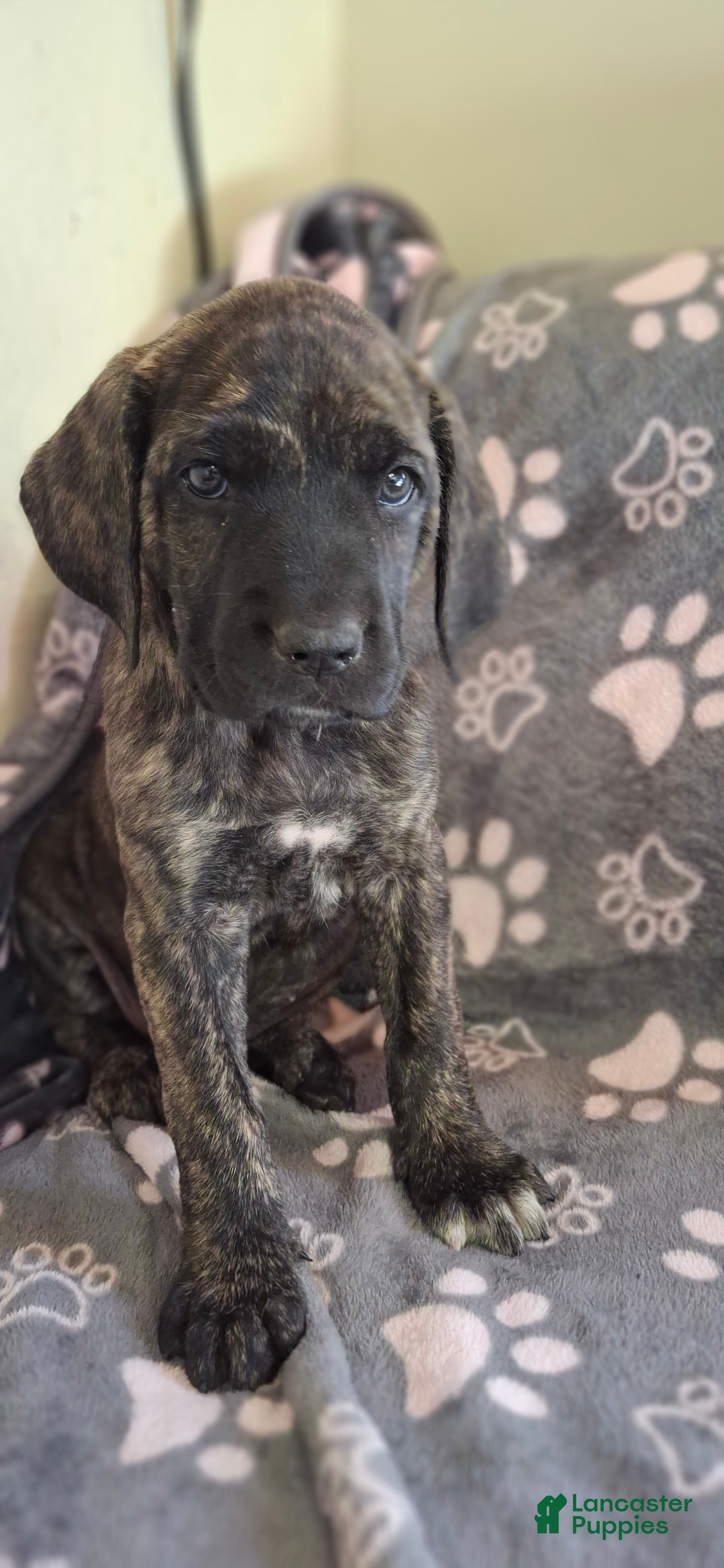 English Mastiff dogs Sequoia - Dark Brindle English Mastiff Puppy - Ad 5