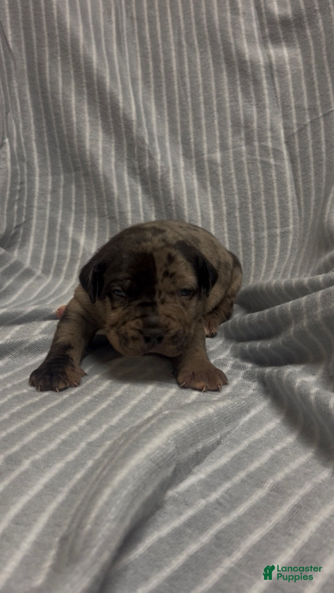 American Bully dogs for sale: American Bully Puppy 1 - Ad 1