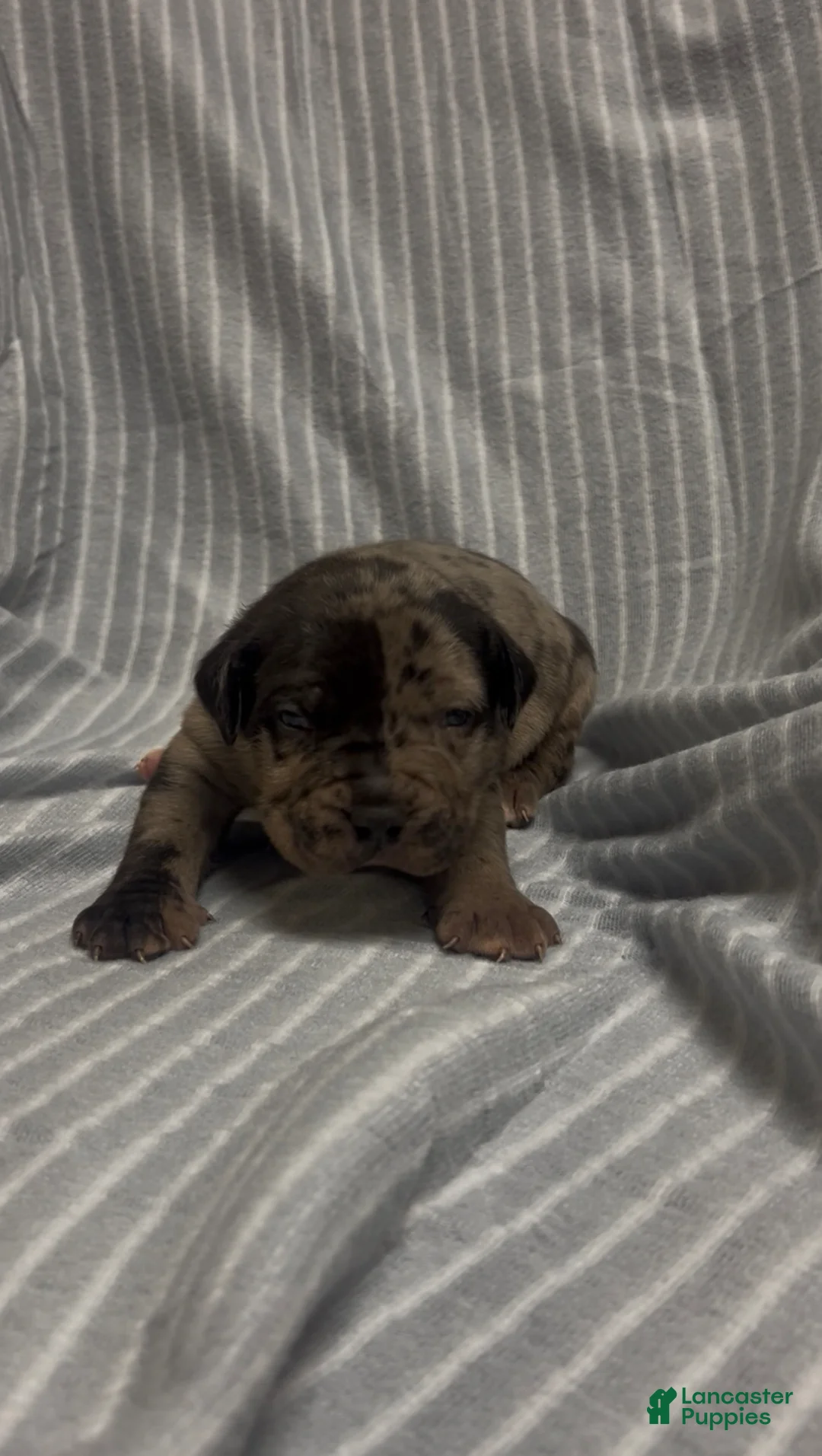 American Bully dogs for sale: American Bully Puppy 1 - Ad 1