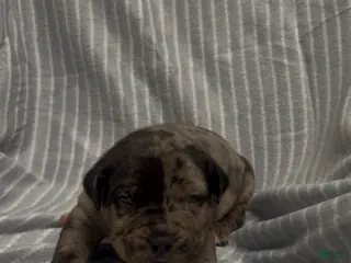American Bully dogs for sale: American Bully Puppy 1 - Ad 1