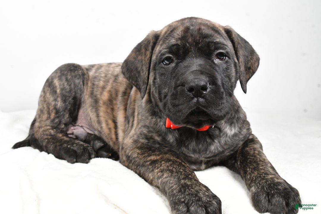 English Mastiff dogs for sale: Skip - Ad 2