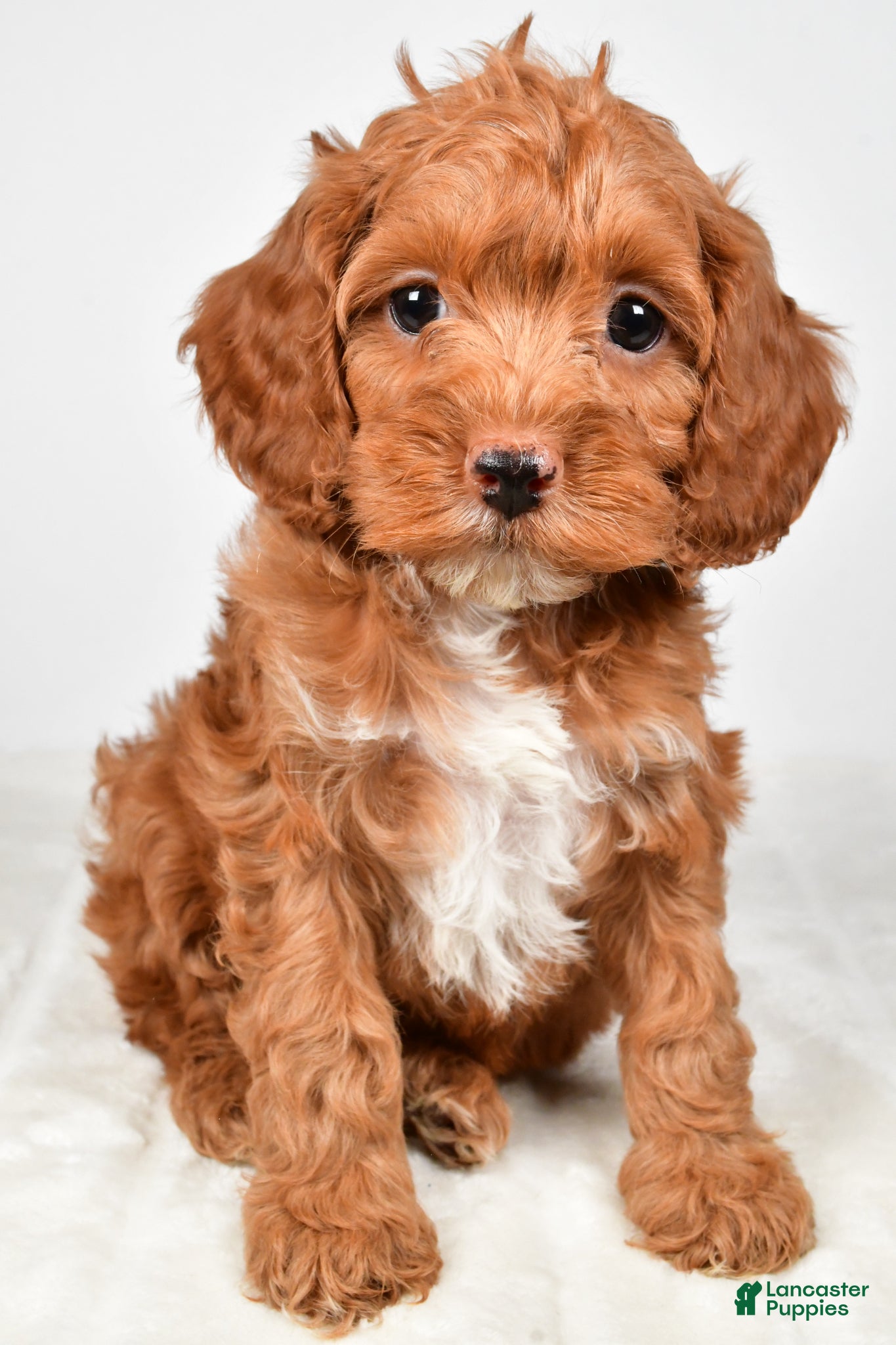 Cockapoo dogs Candy - Ad 1