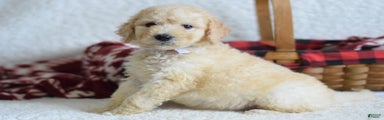 Goldendoodle Puppy 8