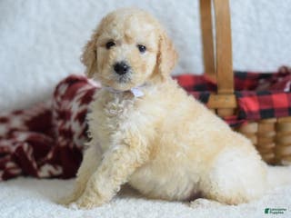 Goldendoodle dogs Goldendoodle Puppy 8 - Ad 4
