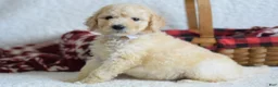 Goldendoodle dogs for sale: Goldendoodle Puppy 8 - Ad 20