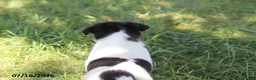 Toy Fox Terrier dogs for sale: Mindi - Ad 4