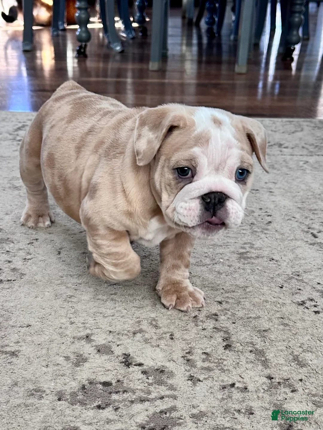 English Bulldog dogs for sale: Winnie - Ad 3