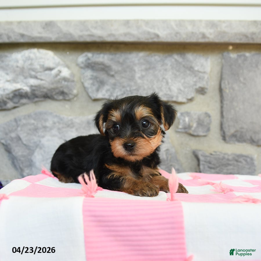 Yorkshire Terrier dogs Tess - Ad 2