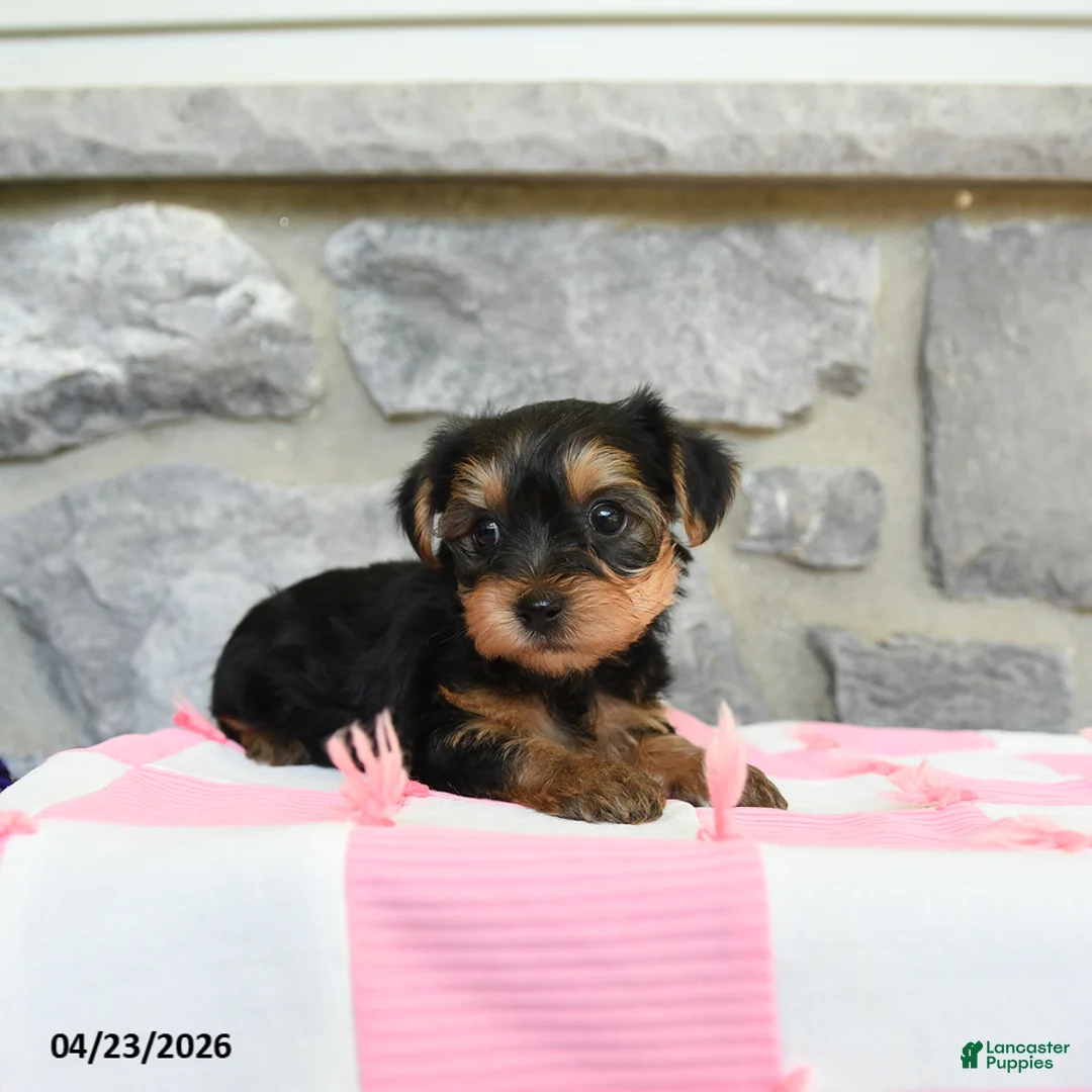 Yorkshire Terrier dogs for sale: Tess - Ad 2