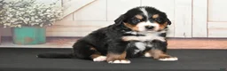 Bernese Mountain Dog dogs for sale: Frisco AKC - Ad 3