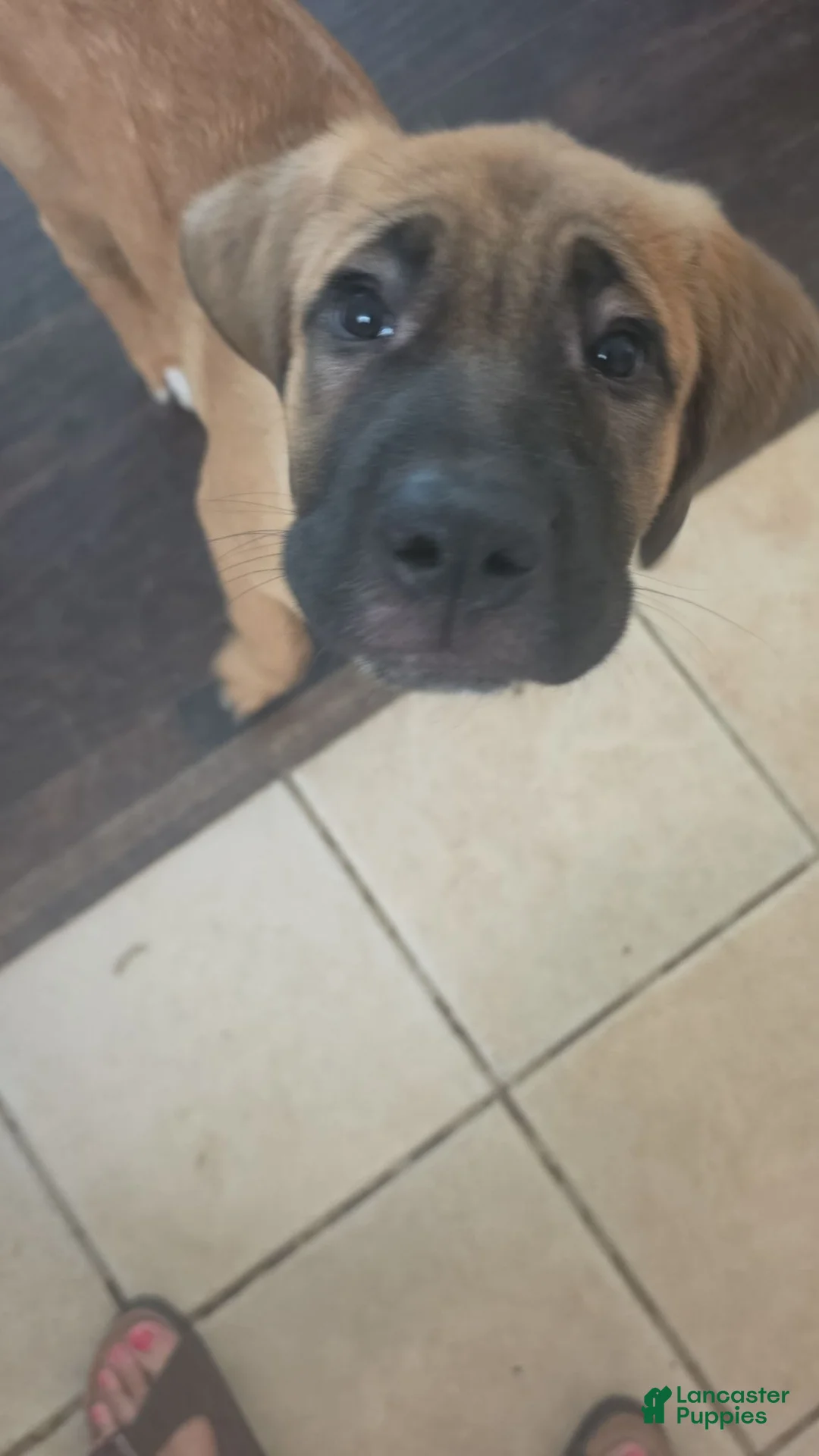 Mixed Breed dogs for sale: "Daisy" - Ad 2
