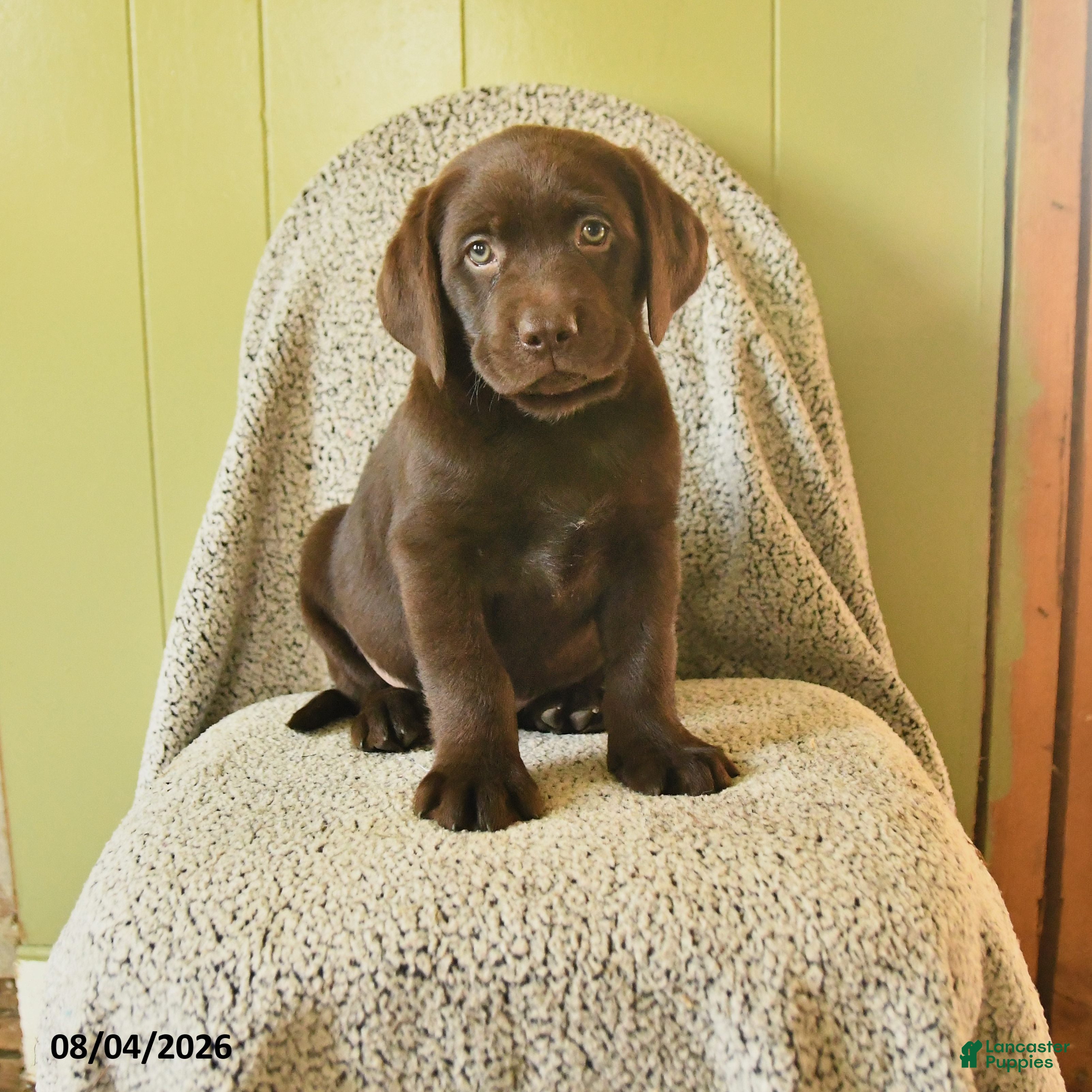 Labrador Retriever dogs Mozart - Ad 1