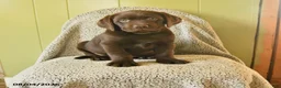 Labrador Retriever dogs for sale: Mozart - Ad 1