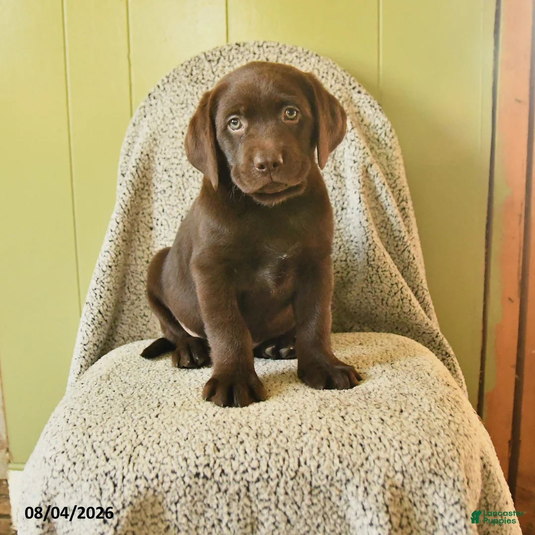 Labrador Retriever dogs for sale: Mozart - Ad 1