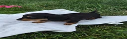 Miniature Dachshund dogs for sale: Thunder - Ad 5