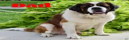 Saint Bernard dogs for sale: Gracie Beth - Ad 9