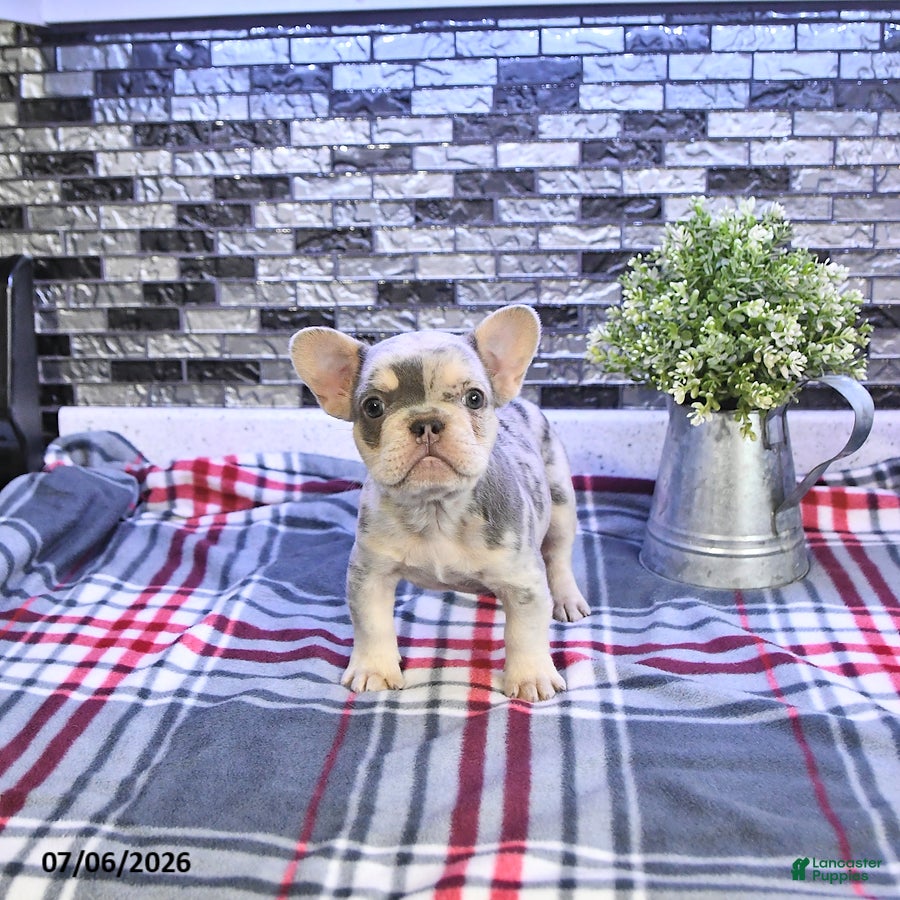 French Bulldog dogs Frankie - Ad 2