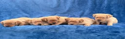 Labrador Retriever dogs for sale: #1 Female aka first born pup  - Ad 3