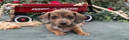 Miniature Dachshund dogs for sale: Lacey - Ad 3