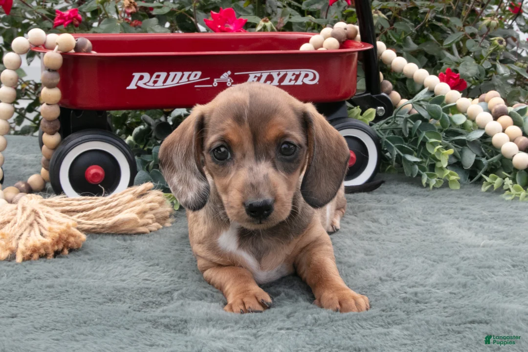 Miniature Dachshund dogs for sale: Lacey - Ad 3