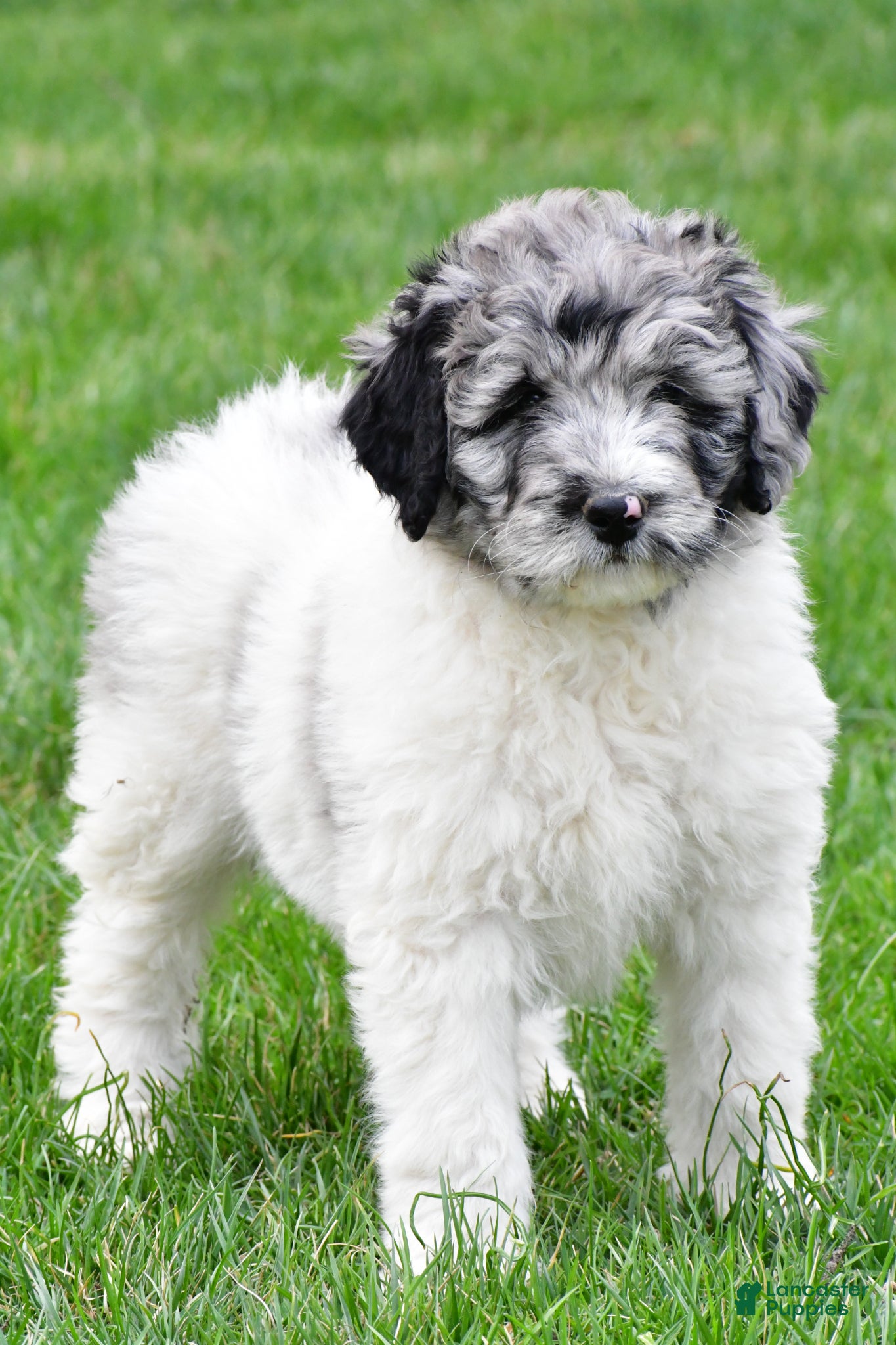 Newfypoo dogs Polly - Ad 2