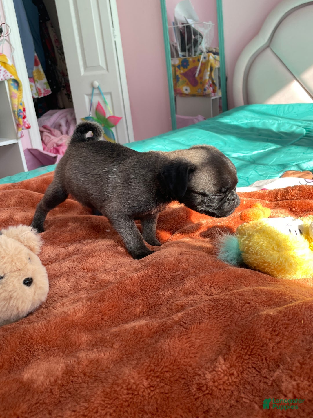 Pug dogs for sale: Peanut  - Ad 3