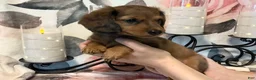 Miniature Dachshund dogs for sale: Teddy - Red Dapple - Ad 2