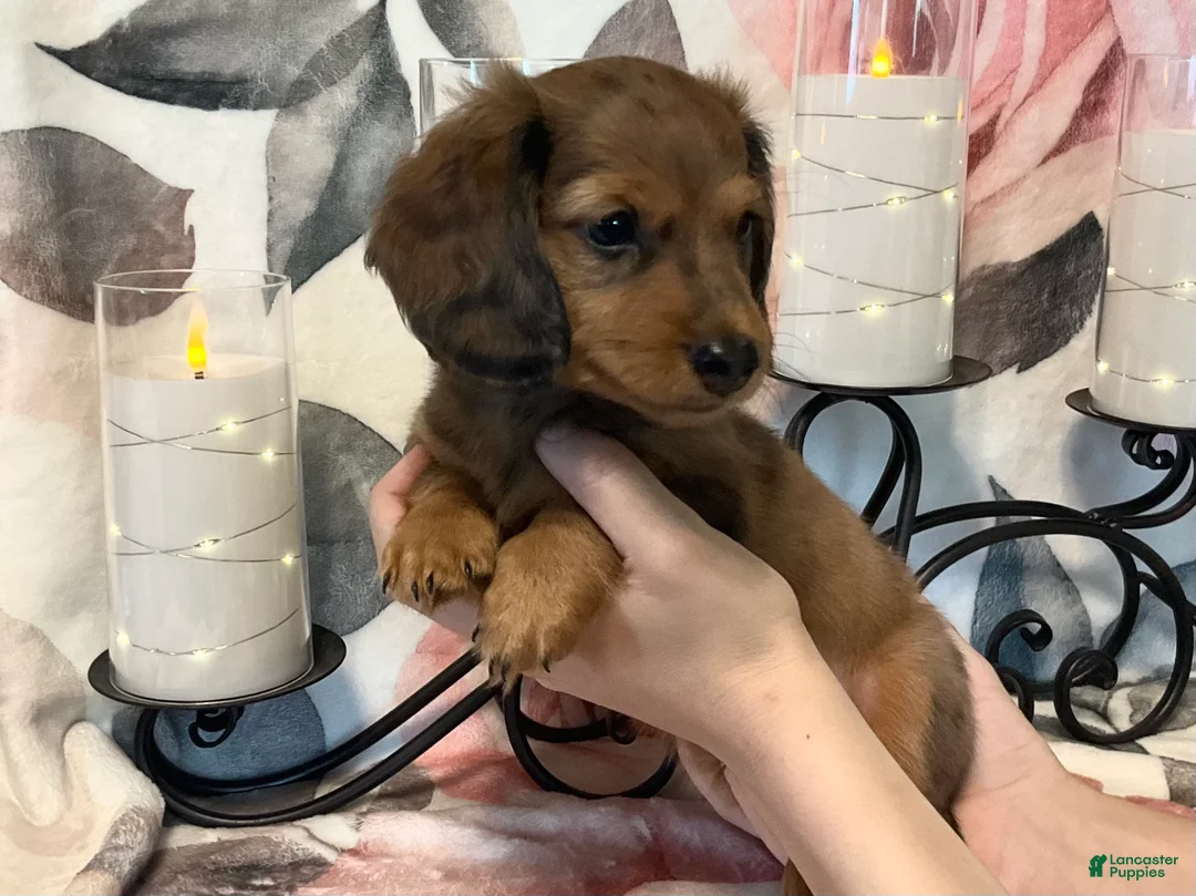 Miniature Dachshund dogs for sale: Teddy - Red Dapple - Ad 2