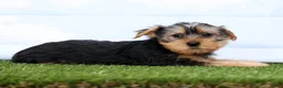 Yorkshire Terrier dogs for sale: Fozzie - Ad 4