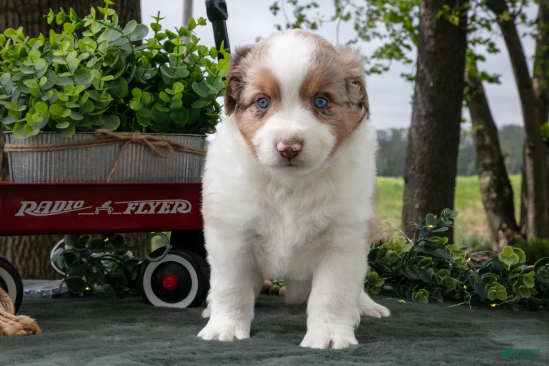 Miniature Australian Shepherd dogs for sale: Cowboy - Ad 3