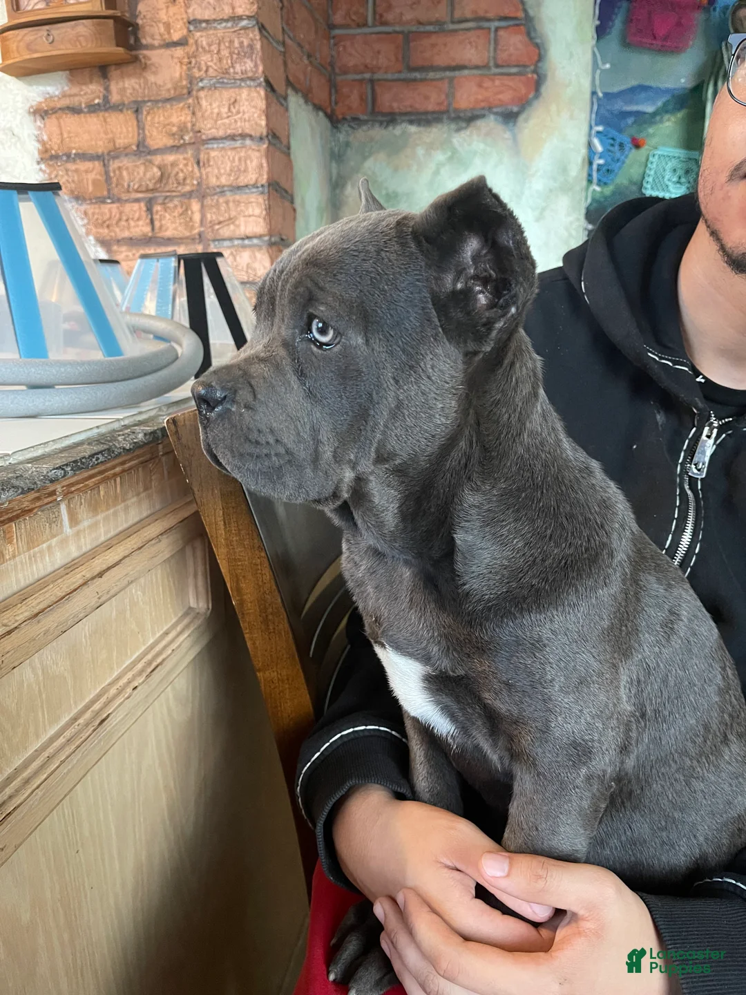 Cane Corso dogs for sale: Petunia - Ad 2
