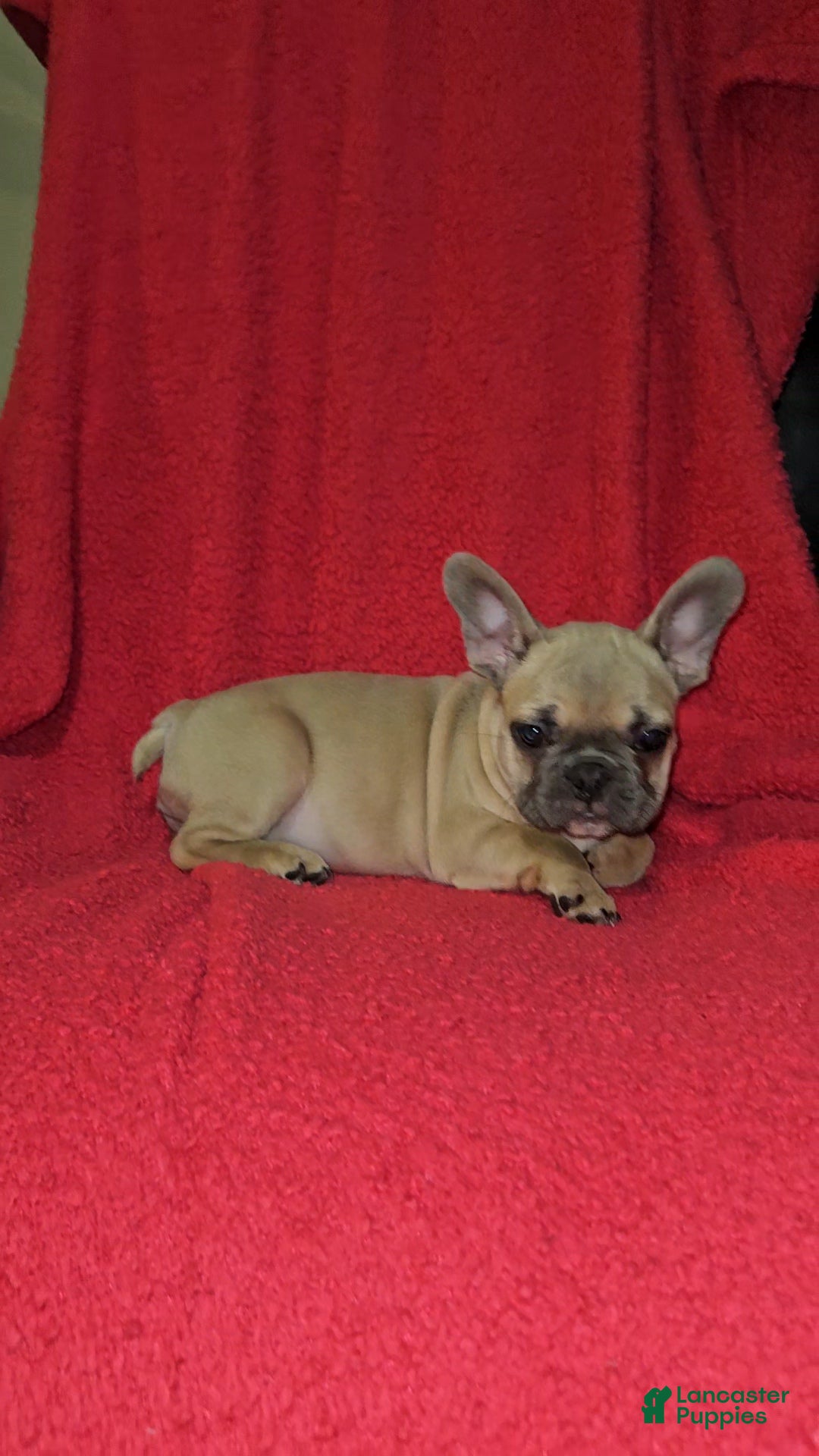 French Bulldog dogs French Bulldog Puppy 1 - Ad 36