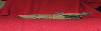 French Bulldog Puppy 1