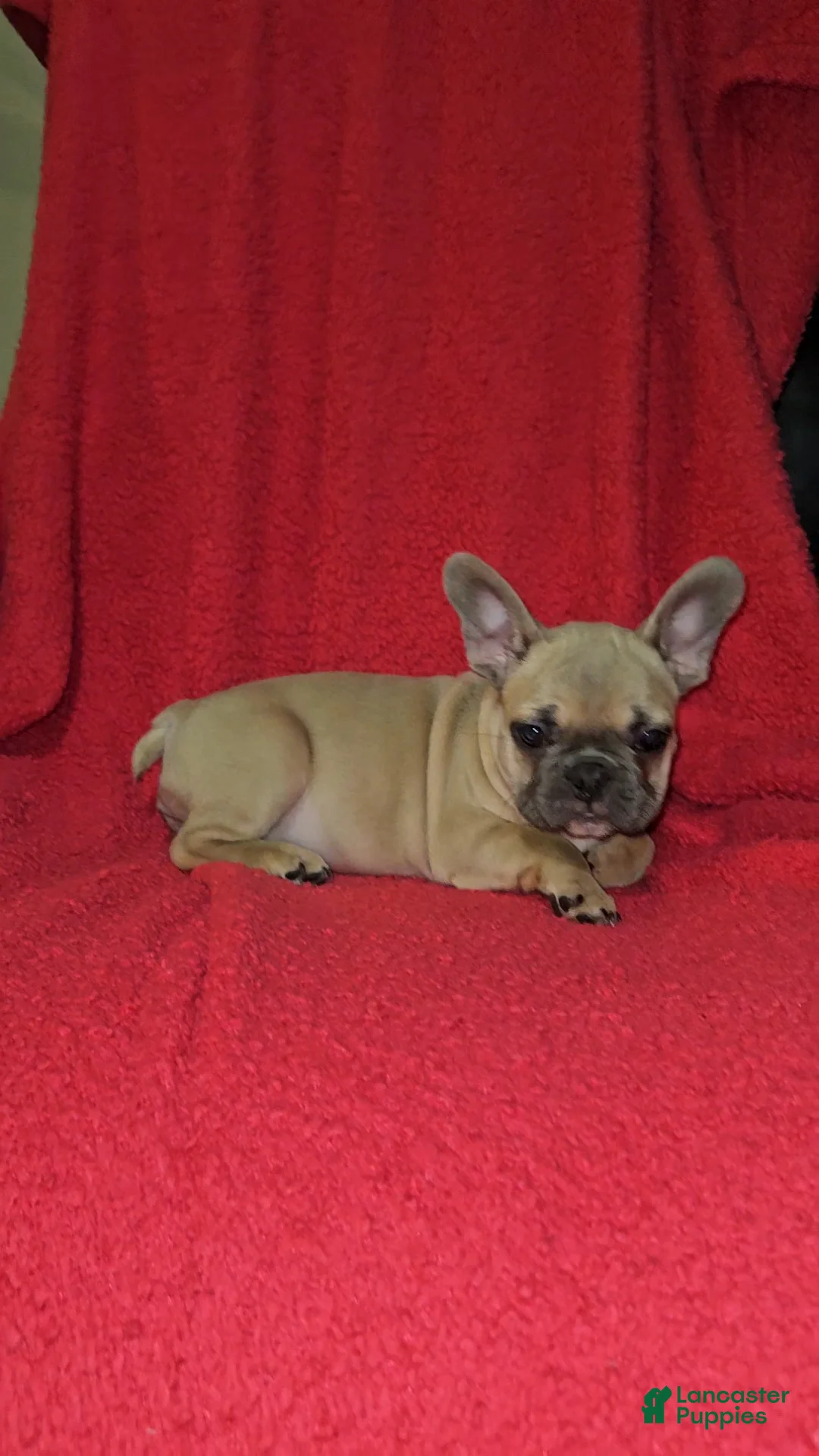 French Bulldog dogs for sale: French Bulldog Puppy 1 - Ad 1