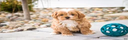 Shihpoo dogs for sale: Bowie - Ad 5