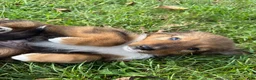 Mixed Breed dogs for sale: Floppy - Ad 5