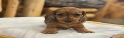 Miniature Dachshund dogs for sale: Pinto - Ad 2