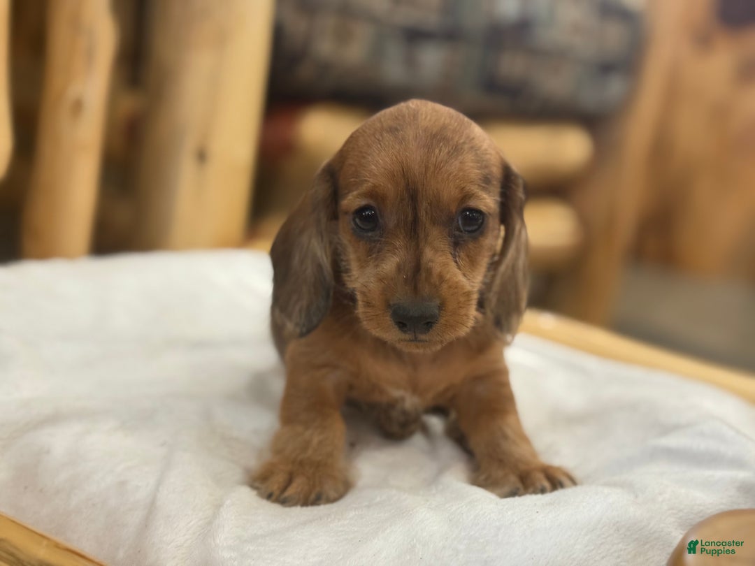 Miniature Dachshund dogs for sale: Pinto - Ad 2